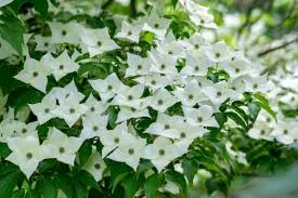 5 Kousa Dogwood Tree Seeds (Cornus kousa) – Milky Way, White Flowers, Red Fruit, Hardy 15-30ft