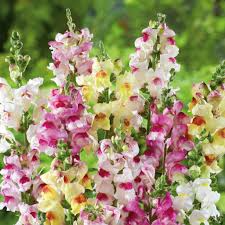 Brighton Rock Snapdragon Seeds (Antirrhinum majus) | 1000+ Seeds | Unique Bicolor Blooms for Gardens & Borders