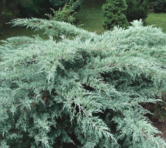 4 Fresh Cuttings Grey Owl Spreading Juniper (5-7") - Silvery Grey Evergreen Shrub, Drought Tolerant