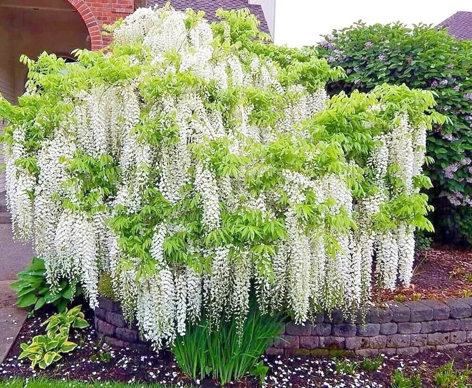 5 White Wisteria floribunda Alba Seeds – Hardy Climbing Vine, Fragrant White Flowers, Rare for Garden