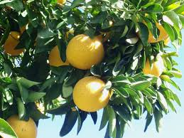 5+ Sweeties Grapefruit Seeds – Ultra-Sweet, Low-Acid & Juicy Citrus Tree
