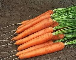 1000+ Speedo Carrot Seeds – Fast-Growing, Sweet & Tender Variety