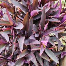 20 Unrooted Cuttings 3-5" Tradescantia Purple Heart (Tradescantia pallida) – Purple Plant for Propagation & Indoor Garden