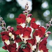 Antirrhinum majus Night and Day Snapdragon Seeds – 1000+ Unique Bi-Color Blooms for Garden & Cut Flowers