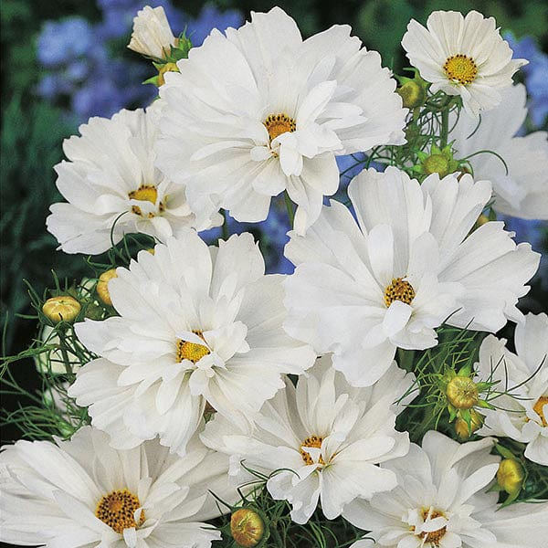 100 Cosmos Psyche White Seeds ā Unique Ruffled White Blooms | Attracts Bees & Butterflies | Organic Non-GMO | Cosmos Bipinnatus