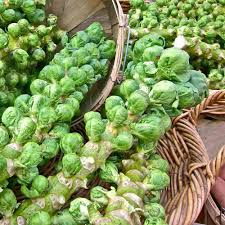 1g Brussel Sprouts Catskill Seeds Brassica oleracea | Heirloom Variety | Large, Flavorful Sprouts for Cool-Season Gardening