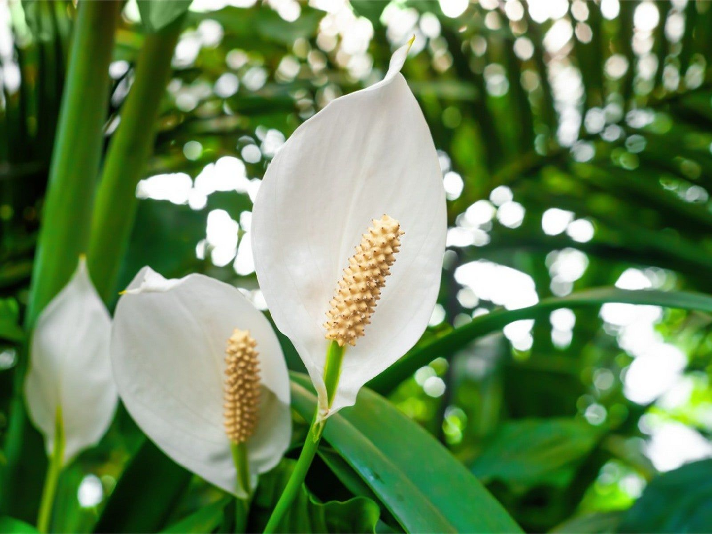 Peace Lily (Spathiphyllum) Live Plant | 10-12 Inches Tall | White Flowers | Indoor/Outdoor | Air Purifying | Low Light Houseplant