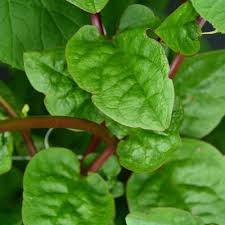 Malabar Spinach Red Stem Seeds – 500mg for Planting, Heat-Tolerant, Fast Growing, Vining Green, High Yield, Great for Garden & Trellis