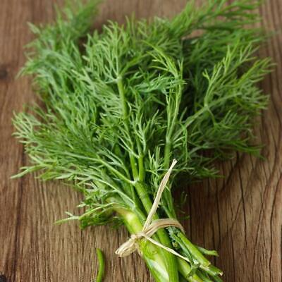 4,000 Bouquet Dill Seeds ā Non-GMO Heirloom, Fast-Growing Culinary Herb, USA Seller,