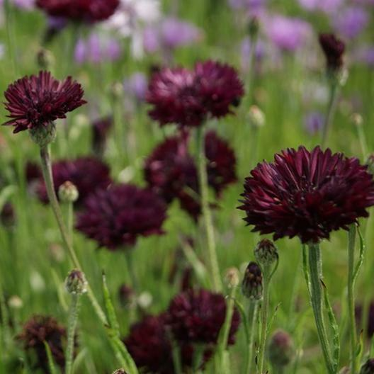 200 Seeds Cornflower Bachelor's Button ALMOST BLACK Purple - Centaurea Cyanus Non-GMO, Spring Plant, Unique Dark Purple Flowers, Garden Seed