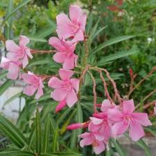7 Oleander Pink Live Flower Cuttings | 7" Long | Fresh & Healthy | Easy to Root | Ready for Propagation | Organic Plant Cuttings