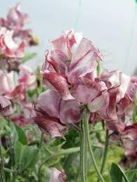 50+ Aurora Borealis Sweet Pea Seeds – Semi-Dwarf Fragrant Mix for Garden Planting, Compact Blooms for Borders & Pots – USA