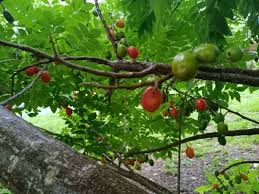 Hog Plum (Spondias Purpurea) ā 5 Fresh Unrooted Spanish Plum Cuttings, 8"-10ā Long