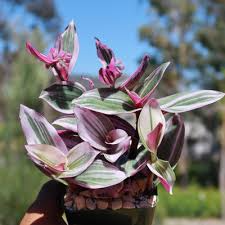 3 Unrooted 3”-4” Cuttings Tradescantia Nanouk, Rare Pink Wandering Jew, Colorful Houseplant, Propagate Pink Spiderwort, Indoor Plant