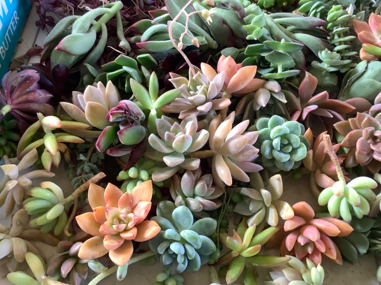 20+ Assorted Succulent Unrooted Cuttings - 20 Varieties, Echeveria, Crassula, Sedum, Aloe, Kalanchoe, & More - DIY Plant Collection