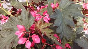 Lana Angel Wing Begonia Starter Plant - 10 Inches Tall - Bright Pink Flowers & Stunning Foliage for Indoor Decor Tropical Gardens