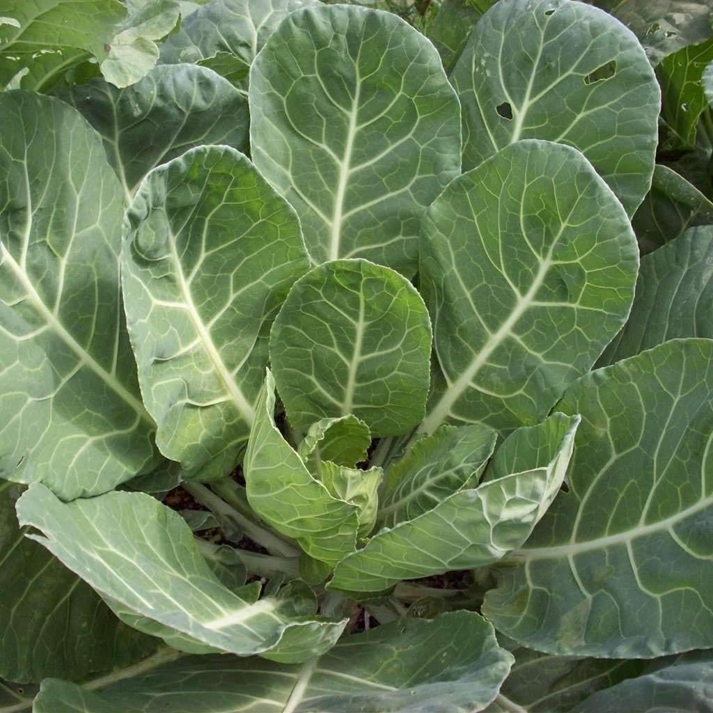1g Collard Vates Seeds Brassica oleracea | Cold-Hardy, Nutritious Heirloom Greens for Garden & Containers