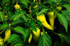 25 Hot Hungarian Wax Pepper Seeds – Capsicum annuum – Heirloom, Spicy & Tangy, High-Yielding