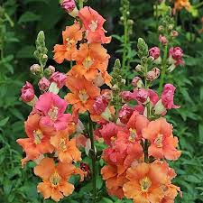 Chantilly Bronze Snapdragon Seeds (Antirrhinum majus) | 1000+ Seeds | Tall, Warm Bronze Blooms for Garden & Cut Flowers