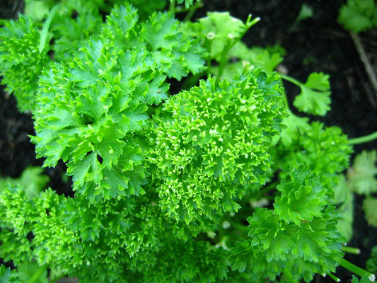 600 Seeds Forest Green Parsley (Petroselinum crispum) – Aromatic Herb for Culinary and Garden Use