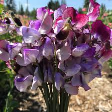 50+ Three Times As Sweet Sweet Pea Seeds – Triple Bloom Stems with Fragrance, Climbing Vines for Trellises & Bouquets – USA