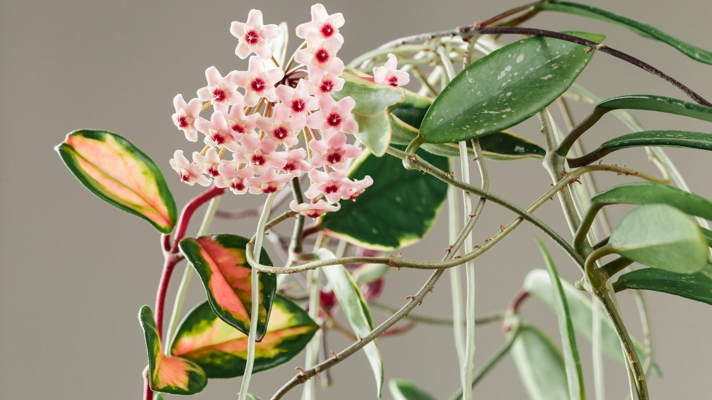 Hoya Carnosa Starter Plant - Variegated Tricolor Hoya Krimson Princess, 5" Tall - Unique Tropical Houseplant with Colorful Foliage
