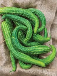 Suyo Long Cucumber Seeds | Heirloom Non-GMO | Burpless & Bitter-Free |
