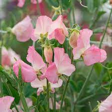 50+ Emily Sweet Pea Seeds – Fragrant Lavender-Pink Blooms for Garden Planting, Climbing Vines for Trellises & Bouquets – USA
