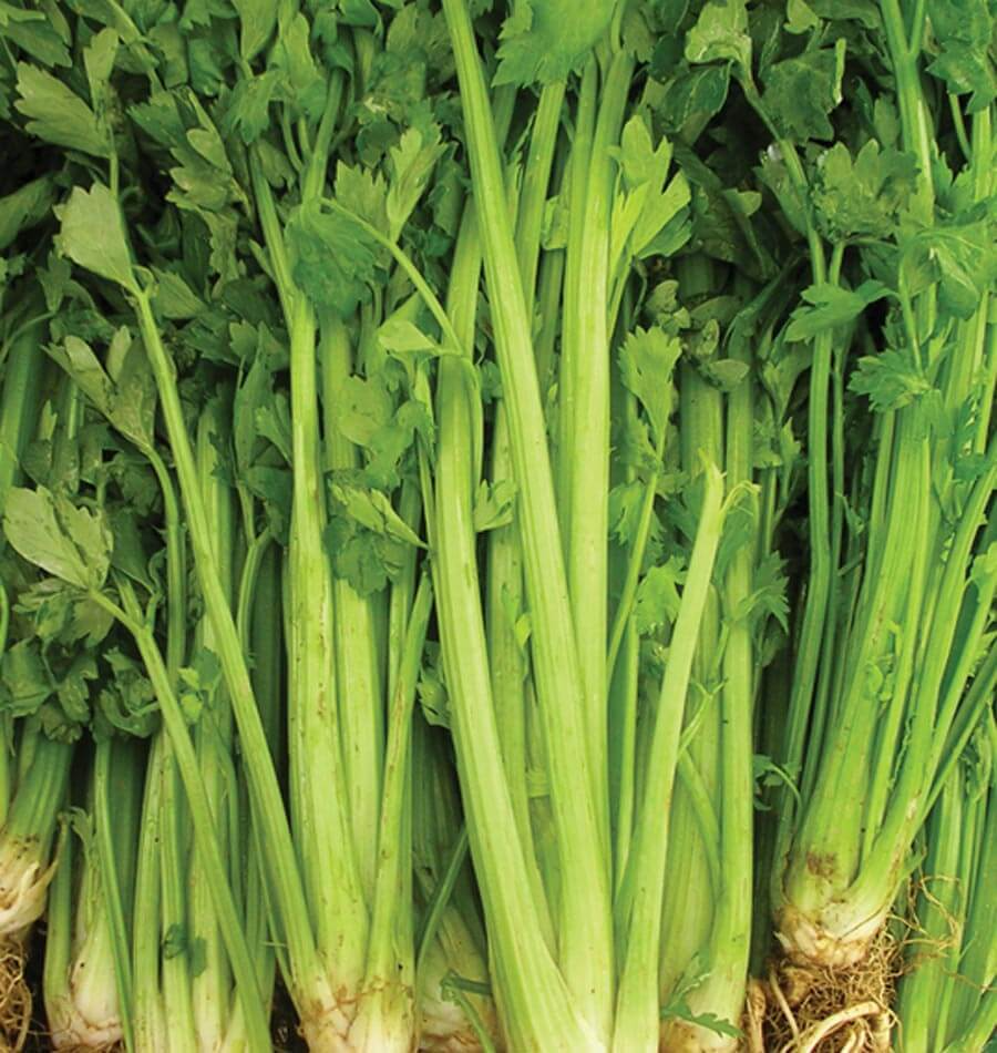 1g Celery Tall Utah 52/70 Seeds Apium graveolens | Crisp, Sweet Heirloom Variety for Gardens & Containers