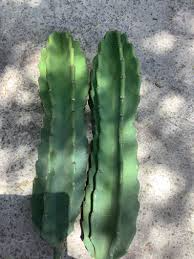 12" Cereus Peruvian Apple Cactus Cutting (Top Cut) - 1ft Segment - Hardy Indoor/Outdoor Plant