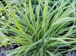 50 Seeds Cat Grass (Dactylis glomerata) – Safe Grass for Cats to Chew and Digest
