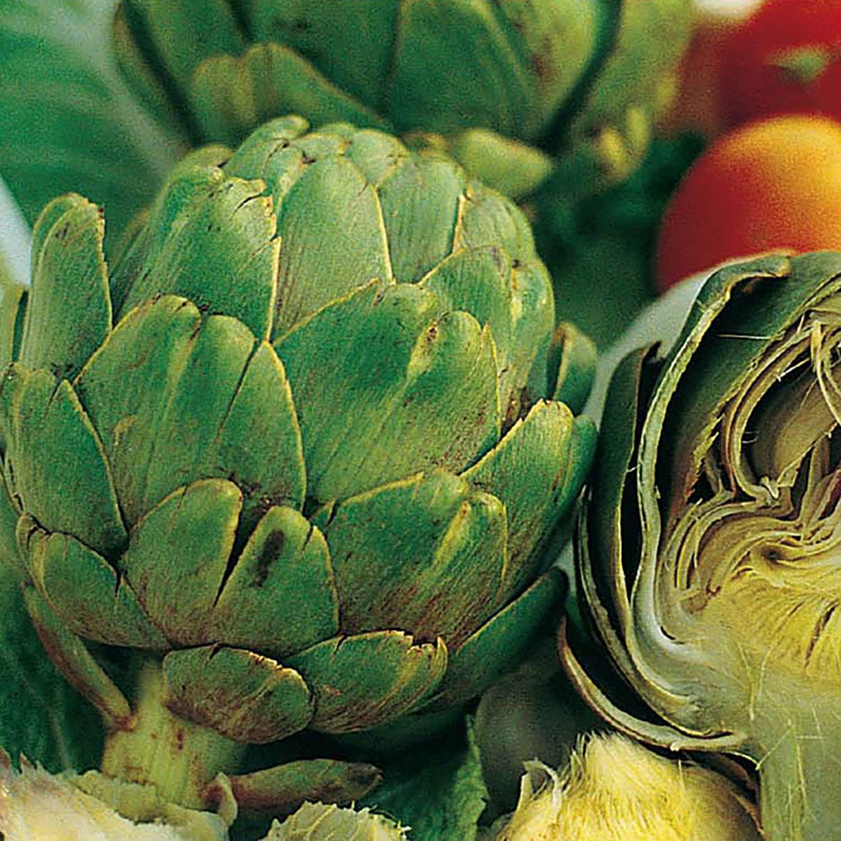 Artichoke Green Globe Seeds – 500mg for Planting, Heirloom Variety, Large Tender Buds, Perennial, Garden & Container, High Yield