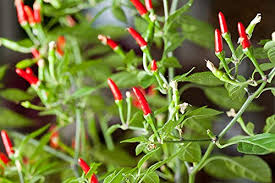 30 Seeds Thai Garden Bird Hot Pepper (Capsicum annuum) – Small, Fiery Thai Chili for Planting, Ideal for Stir-Fries, Sauces & Salsas