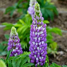 500mg Perennial Blue Lupine Seeds - Lupinus polyphyllus, Hardy Pollinator-Friendly Wildflower