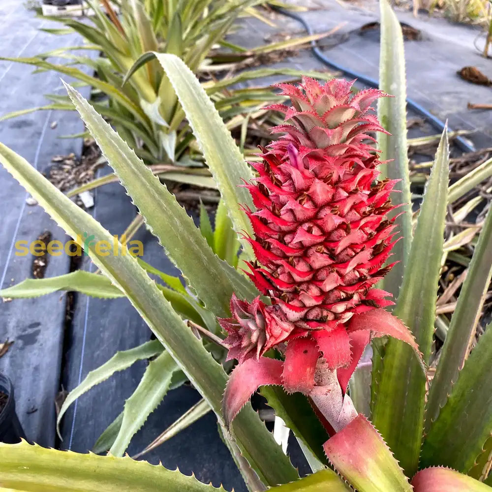 15+ Singapore Red Pineapple Seeds - USA Grown - ! Grow Tropical Fruit at Home