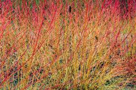 40 Winter Flame Fire Bush Seeds | Bloodtwig Red Dogwood (Cornus Sanguinea) | Vibrant Red Stems, Perfect for Hedges & Winter Landscaping