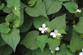 15 Live Fish Mint Plants, Houttuynia cordata, Bare Root Asian Herb, Perennial Ground Cover
