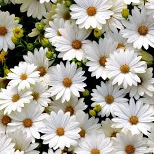 200+ White Gerbera Daisy Seeds – Elegant White Blooms for Garden Planting, Stunning Cut Flowers for Beds, Borders & Pots – USA