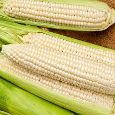 5g Corn Silver Queen Hybrid Sweet Seeds | Zea mays | High-Yield Sweet Corn | Easy to Grow & Delicious