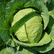Cabbage Golden Acre Seeds – 1g for Planting, Heirloom Variety, Compact & Tender, Fast Growing, Cold Hardy, Garden Container