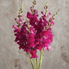 Antirrhinum majus Potomac Royal Snapdragon Seeds – 1000+ Rich Purple Blooms for Garden & Cut Flowers