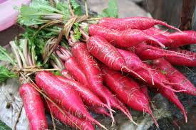500+ China Rose Radish Seeds – Heirloom, Crisp & Spicy Winter Radish