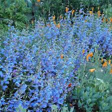 Blue Penstemon Seeds – Penstemon cyaneus – 100mg for Planting, Native Wildflower, Vivid Blue Blooms, Drought-Tolerant, Pollinator Plant