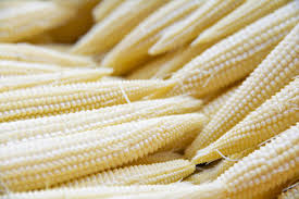 50 Seeds Popcorn Japanese Hulless White Baby Corn - Zea mays | Heirloom Popcorn Seeds for Planting & Homegrown Snacks