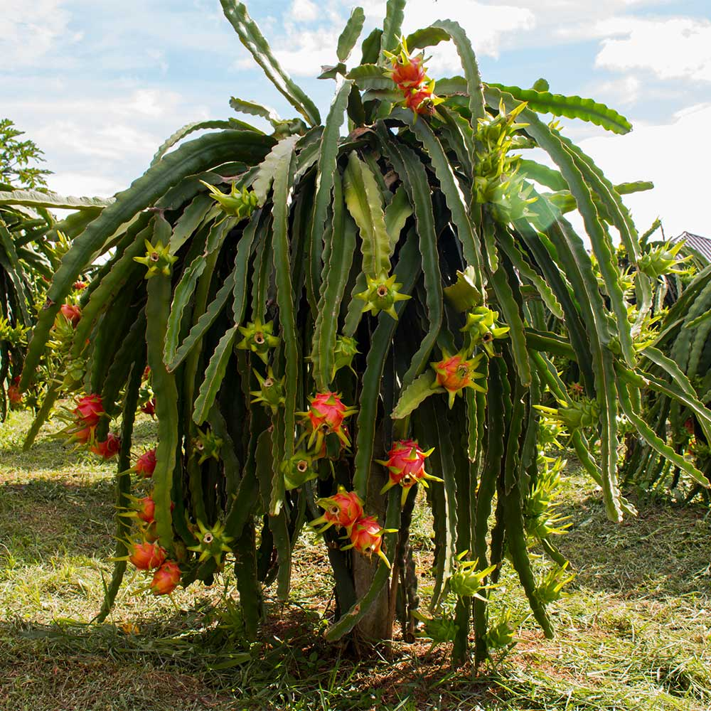 dragon fruit cactus plant cutting self-fertilizing 3 American Beauty Dragon Fruit Cuttings - 8-10” Fresh Cuttings, Red Flesh, Self-Pollinating - Ready to Plant
