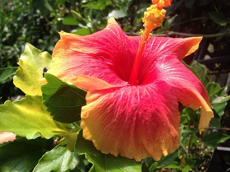 Exotic Hawaiian Sunset Fiesta Hibiscus Starter Plant - Live Tropical Plant  3-5 Inches Tall - Bare Root for Gardens & Landscaping