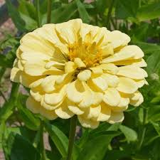 100+ Isabellina Phlox Seeds – Soft Butter-Yellow Blooms for Garden Planting, Compact Annual for Borders & Pollinators – USA