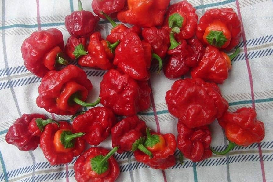 30 Seeds Scotch Bonnet Red Hot Pepper (Capsicum chinense) - Super Spicy, Habanero-Style, Caribbean Hot Pepper for Planting