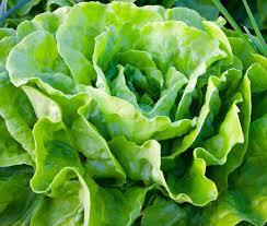 700 Seeds Buttercrunch Butterhead Lettuce – Lactuca sativa | Heirloom Lettuce Seeds for Planting, Gardening & Fresh, Tender Harvests