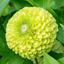 Benary Giant Lime Zinnia Seeds – 100+ Seeds – Large Chartreuse Blooms for Cut Flowers, Cottage Gardens, and Pollinator Beds – USA
